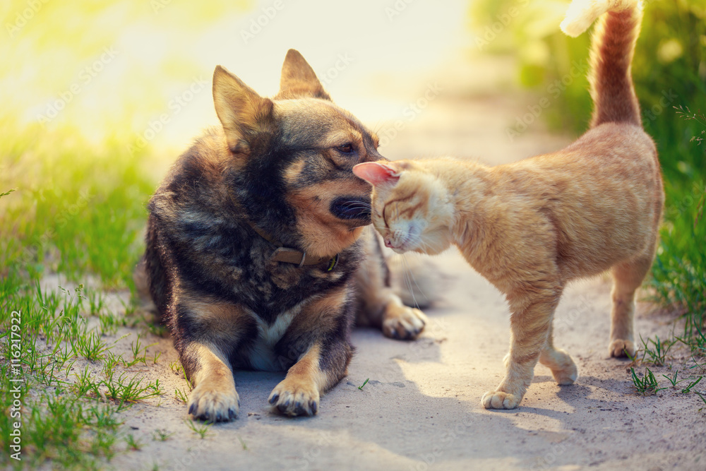 Red Cat rubs head against dog in the yard
