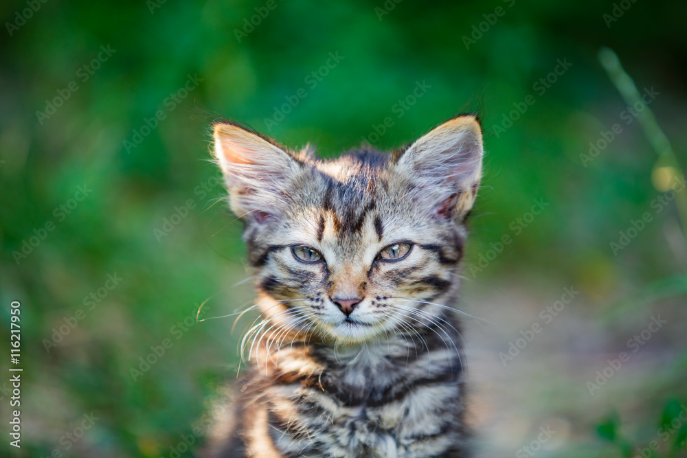 Portrait of cuortrait of cute little kitten outdoor in summerte little kitten in the garden