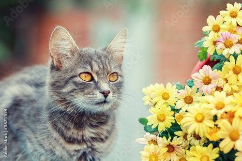 Cute cat with flowers in the garden