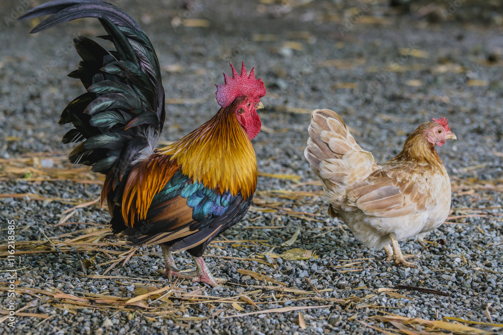 Fototapeta premium male and female bantam on rough ground