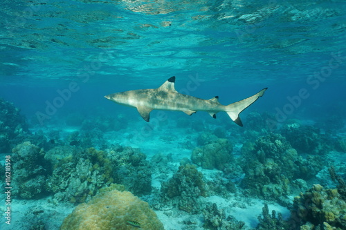 A blacktip reef shark  Carcharhinus melanopterus  underwater in the lagoon  Pacific ocean  French Polynesia