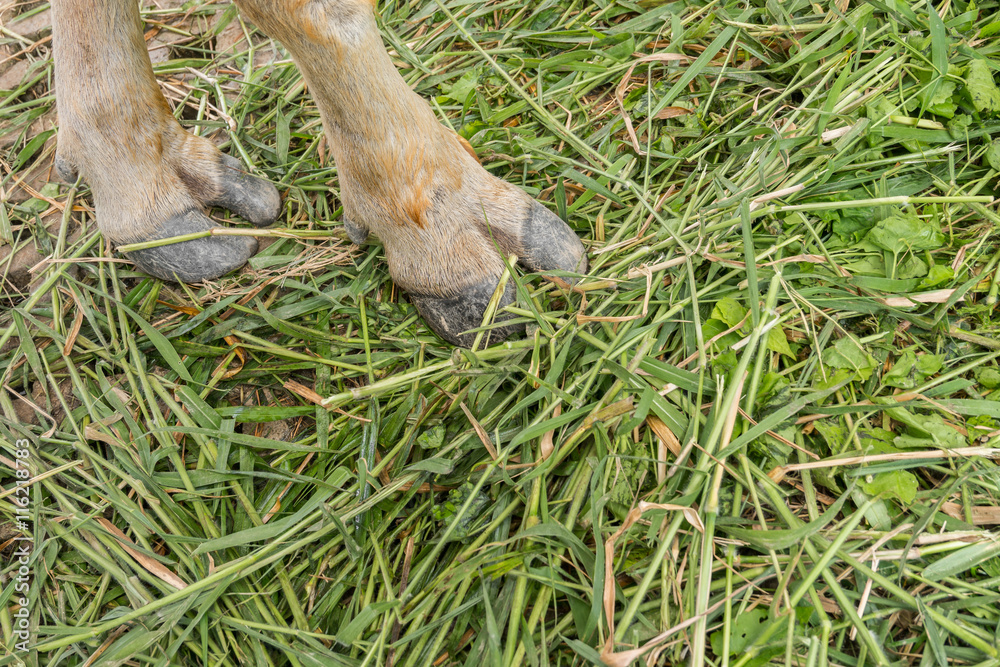 Obraz premium Close up feet of Asian buffalo