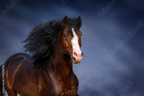 Bay horse with long main close up portrait in motion 
