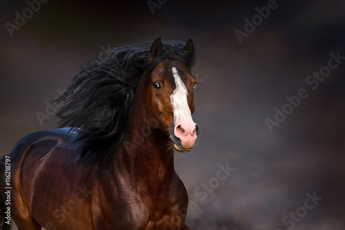 Bay horse with long main  close up portrait in motion against dramatic background