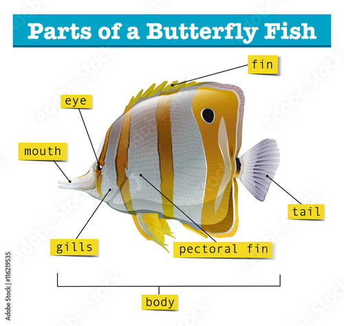 Diagram of different parts of fish
