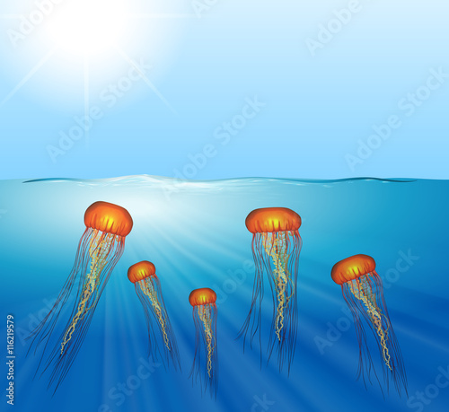 Jellyfish swimming under the sea