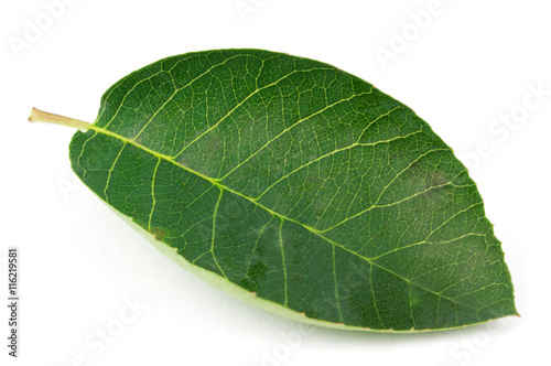 Saskatoon leaf on a white background