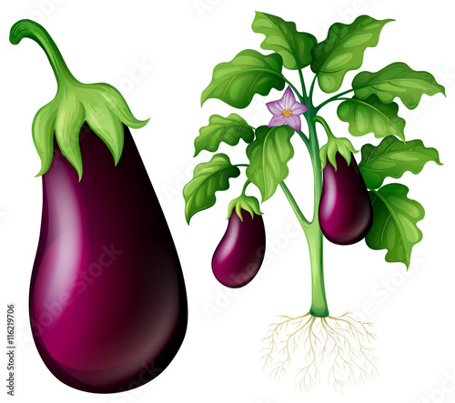 Eggplant tree with leaves and roots