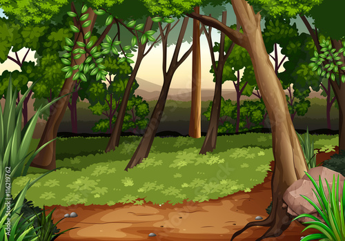 Scene with trees and field in forest