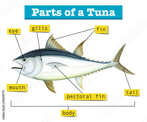 Diagram showing different parts of tuna
