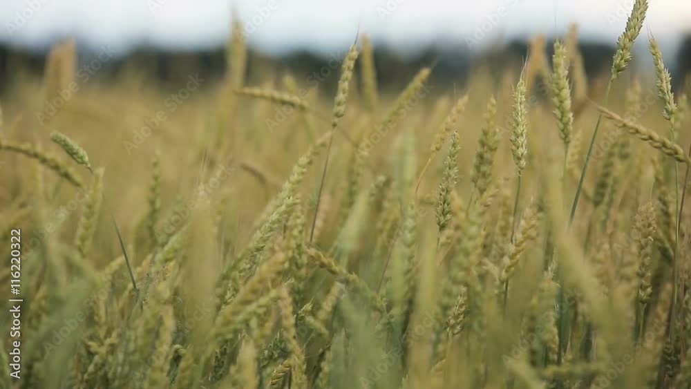 Ears of wheat.Grain field.Background of fresh spring Green yellow wheat field ears close up.Detail of a wheat field Ears of wheat.Grain field.Background of fresh spring Green yellow wheat field ears close up.Detail of a wheat field