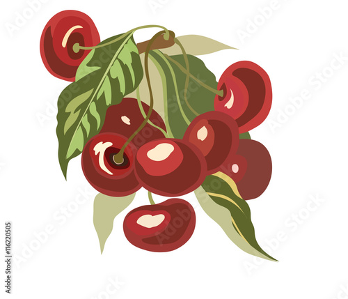 Cherry fruits Watercolor Vector Illustration
