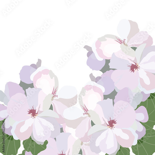 Fototapeta Naklejka Na Ścianę i Meble -  Spring Watercolor Watercolor Geranium flowers bouquet isolated. Vector Traditional Retro style flowers. Vector illustration. Flower background