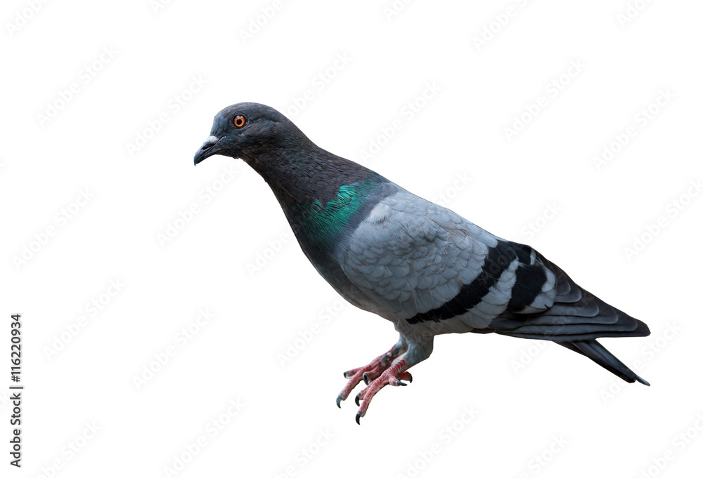 Pigeon on white.