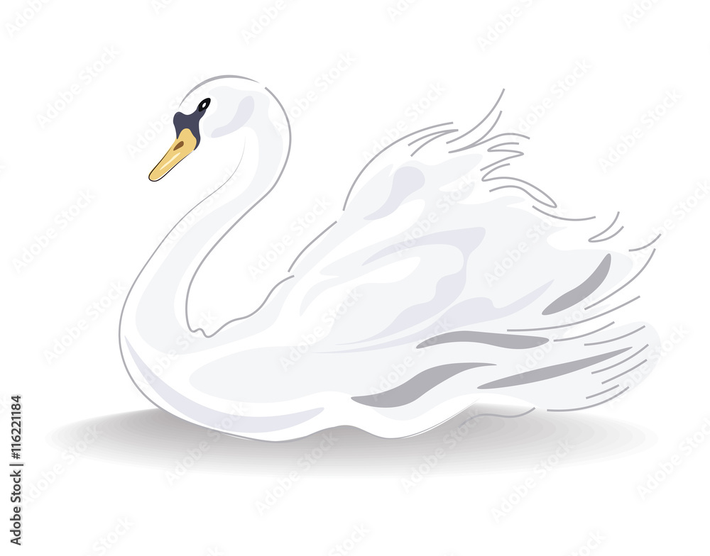 Fototapeta premium Swan Vector isolated on white