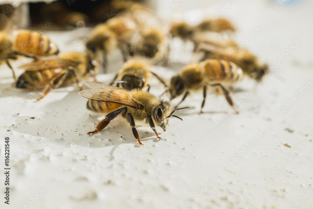 Beekeeping, The bees at front hive entrance, honeycomb in a wooden frame Beekeeping, The bees at front hive entrance, honeycomb in a wooden frame