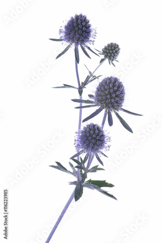 Fototapeta Naklejka Na Ścianę i Meble -  Twig of blue eryngium isolated on white background
