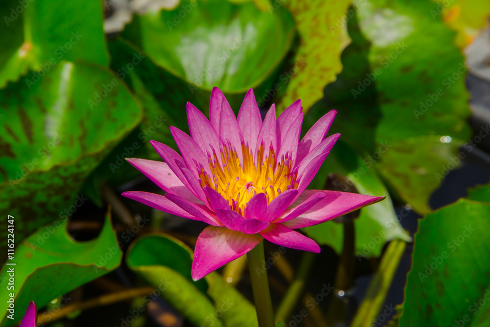 beautiful purple lotus