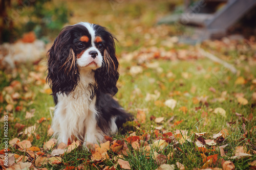 cavalier king charles spaniel dog relaxing outdoor on autumn walk