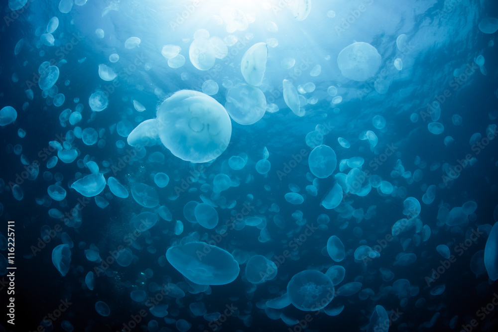 Fototapeta premium School of Water Jelly