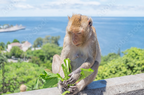 monkey eating vegetable at mountain Thailand. © got_kom