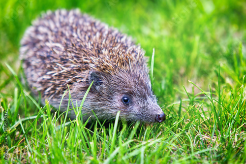 Igel wandert durch den grünen grass im garten