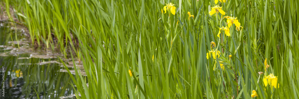 Gelbe Schwertlilien (Iris) am Wasser Gelbe Schwertlilien (Iris) am Wasser