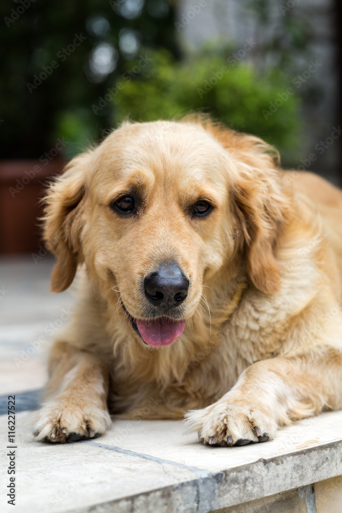 portrait of beautiful golden retriever