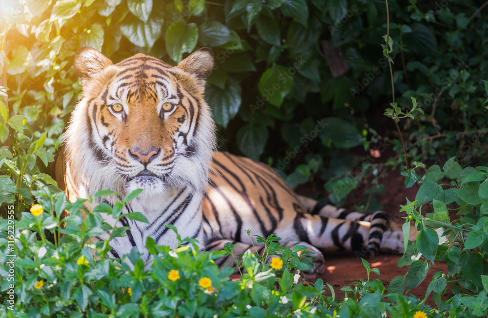 Obraz premium Big Bengal tiger.