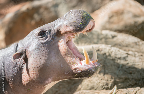 hippopotamus open mouth © kwanchaichaiudom