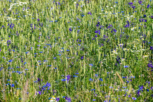 Green wheat field close up macro photograph