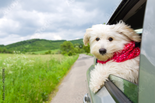 Dog enjoying a ride with the car