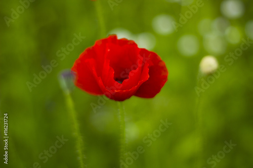 Fototapeta Naklejka Na Ścianę i Meble -  Red poppy flower with bud in grass