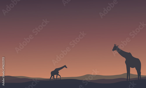 Landscape Giraffe at morning silhouettes