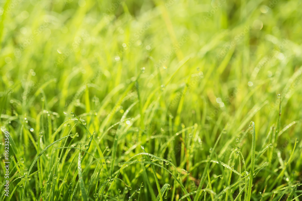 Natural abstract soft green eco sunny background with grass and light spots Natural abstract soft green eco sunny background with grass and light spots