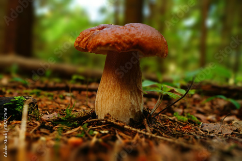 Cep mushroom growing in summer forest. Boletus