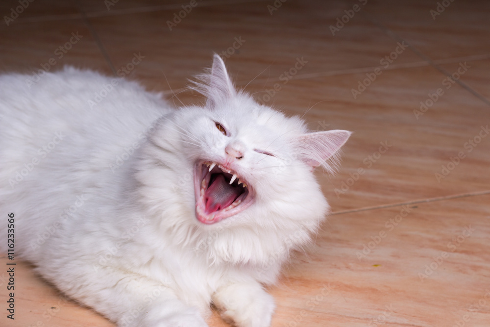 Persian cat yawning