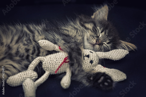 Schlafendes Kätzchen mit Kuscheltier