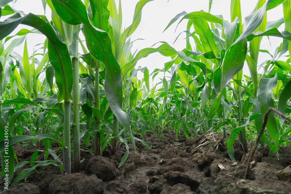 Green corn field in agricultural garden Green corn field in agricultural garden
