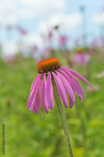 Echinacea purpurea against ...