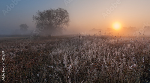 Misty morning #116236517