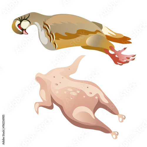 Whole raw chicken isolated  vector food