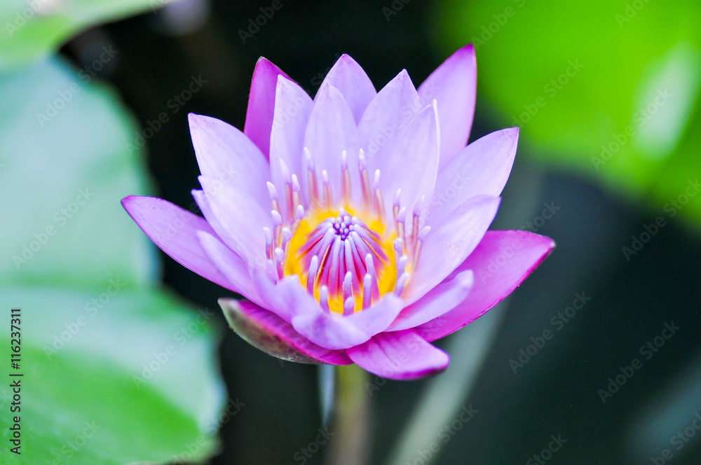 purple lotus in the pond