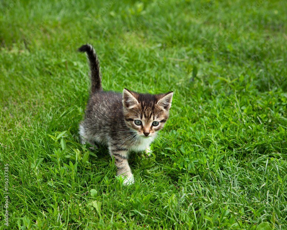 A cute kitten playing in the grass looking in the distance