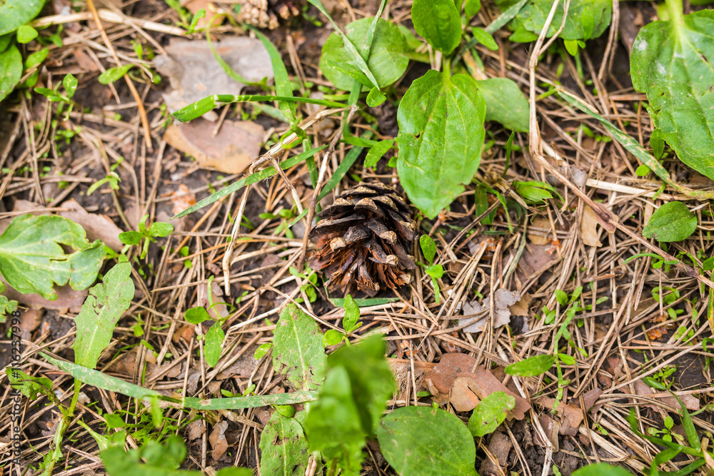 Close-up of pine cones on the green grass Close-up of pine cones on the green grass