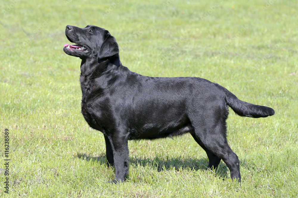 Typical Black Labrador Retriever in the garden Typical Black Labrador Retriever in the garden