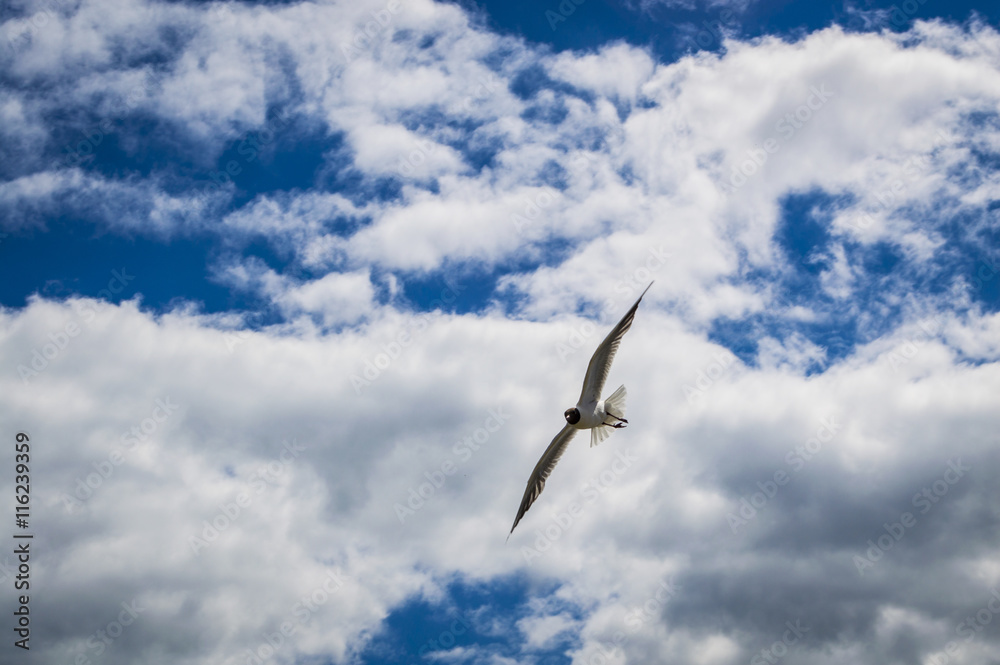 Fototapeta premium Seagull