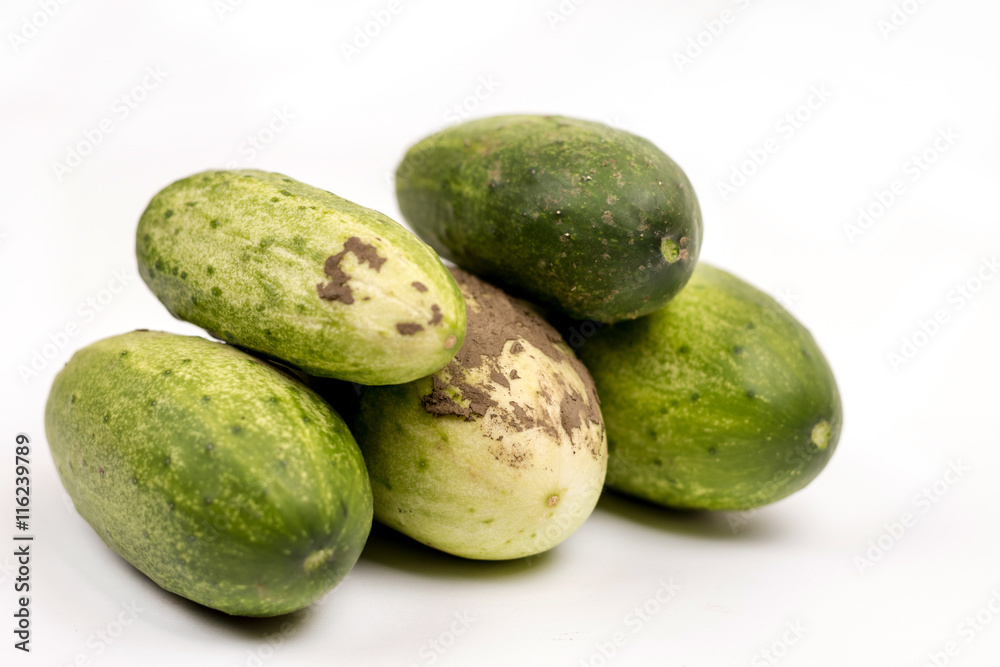 Fresh cucumbers dirty with soil isolated over white background Fresh cucumbers dirty with soil isolated over white background