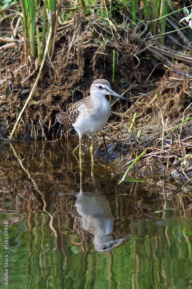 Tringa glareola. A bird in the summer afternoon in Siberia Tringa glareola. A bird in the summer afternoon in Siberia