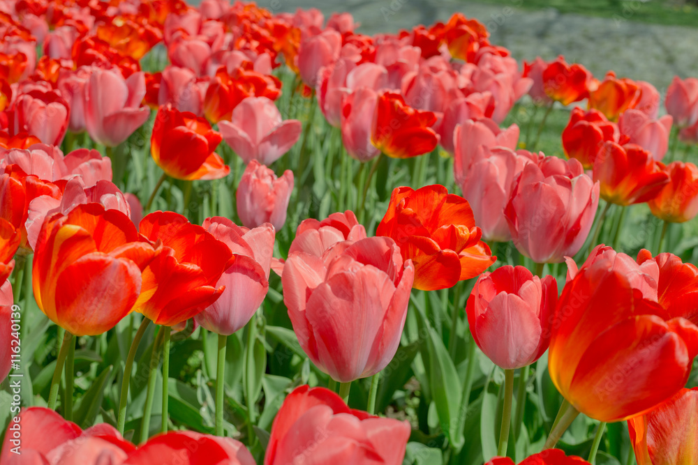 Red tulips outdoors 